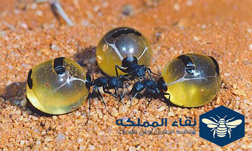 أنواع النمل الموجودة في العالم بالصور