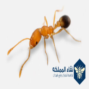 النمل الفرعوني