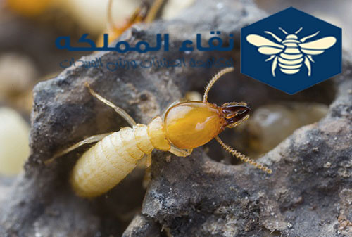 شركة مكافحة النمل الابيض بالمدينة المنورة