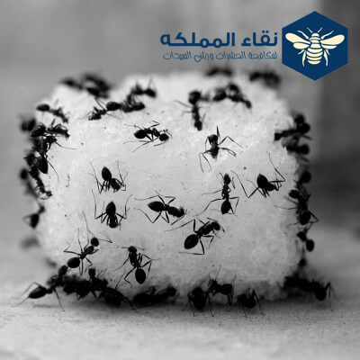 شركة مكافحة النمل الابيض بالمزاحمية
