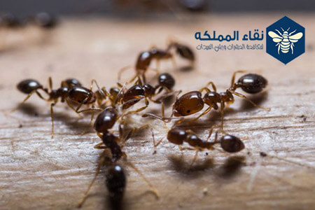 شركة مكافحة النمل الابيض بالجبيل