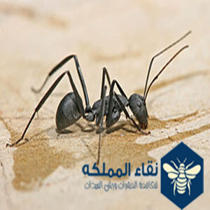 أنواع النمل الموجودة في العالم بالصور