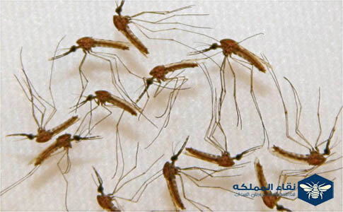 حشرة فيرس غرب النيل حشرات تسبب الهرش
