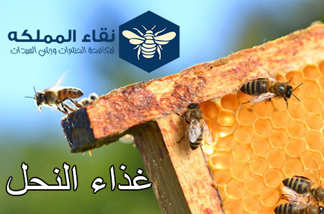 أهم أنواع النحل وفوائدها