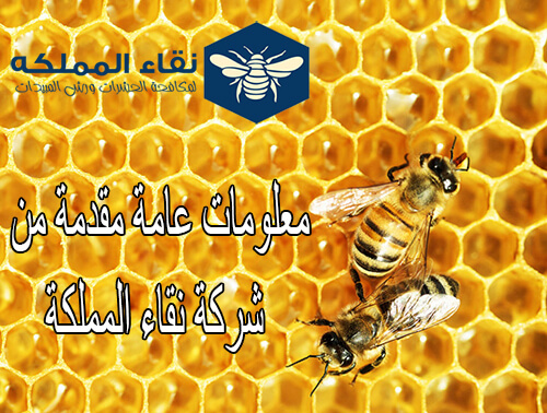 غذاء النحل