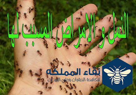  النمل يسبب الحساسية وأمراض جلدية