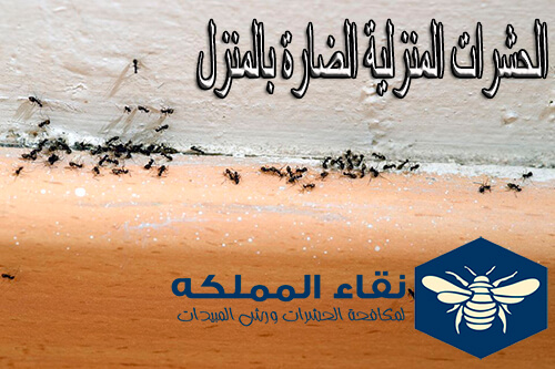 الحشرات المنزلية و اضرارها